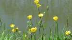 Ranunculus acris im Garten pflanzen (Einrichtungsbeispiele mit Scharfer Hahnenfuß)