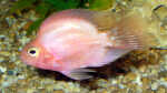 Red Parrot im Aquarium halten (Einrichtungsbeispiele mit Papageienbuntbarsch)