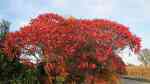 Rhus typhina im Garten pflanzen (Einrichtungsbeispiele mit Essigbaum)