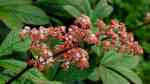 Rodgersia im Garten pflanzen (Schaublätter)