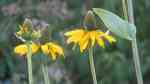 Rudbeckia maxima am Gartenteich pflanzen (Einrichtungsbeispiele mit Riesen-Sonnenhut)