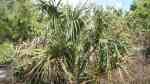 Sabal palmetto im Garten pflanzen (Einrichtungsbeispiele mit Palmettopalme)