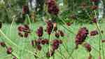 Sanguisorba officinalis im Garten pflanzen (Einrichtungsbeispiele mit Großer Wiesenknopf)