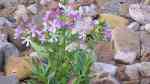 Saponaria officinalis im Garten pflanzen (Einrichtungsbeispiele mit Echtes Seifenkraut)