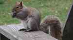 Sciurus carolinensis im Garten (Einrichtungsbeispiele mit Grauhörnchen)