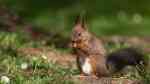 Sciurus vulgaris im Garten (Einrichtungsbeispiele mit Europäisches Eichhörnchen)