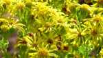 Senecio jacobaea im Garten pflanzen (Einrichtungsbeispiele mit Alpen-Waldrebe)