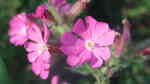 Silene dioica im Garten pflanzen (Einrichtungsbeispiele mit Rote Lichtnelke)