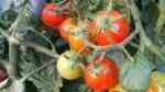 Solanum lycopersicum im Garten pflanzen (Einrichtungsbeispiele mit Tomaten)