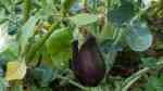 Solanum melongena im Garten pflanzen (Einrichtungsbeispiele mit Aubergine)