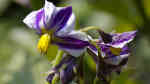 Solanum muricatum im Garten pflanzen (Einrichtungsbeispiele mit Pepino)