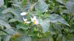 Solanum nigrum im Garten pflanzen (Einrichtungsbeispiele mit Schwarzer Nachtschatten)