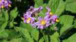 Solanum tuberosum im Garten pflanzen (Einrichtungsbeispiele mit Kartoffel)