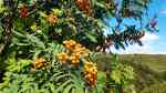 Sorbus aucuparia im Garten pflanzen (Einrichtungsbeispiele mit Vogelbeere)