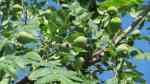 Sorbus domestica im Garten pflanzen (Einrichtungsbeispiele mit Speierling)