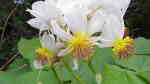 Sparmannia africana im Garten pflanzen (Einrichtungsbeispiele mit Kapländische Zimmerlinde)