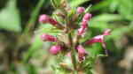 Stachys sylvatica im Garten pflanzen (Einrichtungsbeispiele mit Wald-Ziest)