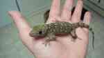 Stenodactylus petrii im Terrarium halten (Einrichtungsbeispiele für Nordafrikanischer Dünnfingergecko)