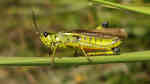 Stethophyma grossum im Garten (Einrichtungsbeispiele mit Sumpfschrecke)