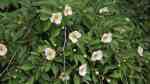 Stewartia pseudocamellia im Garten pflanzen (Einrichtungsbeispiele mit Japanische Scheinkamelie)