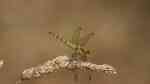 Sympetrum vulgatum im Garten (Einrichtungsbeispiele mit Gemeine Heidelibelle)