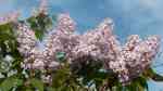 Syringa vulgaris im Garten pflanzen (Einrichtungsbeispiele mit Gemeiner Flieder)