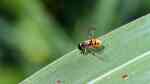 Syrphidae am Gartenteich (Einrichtungsbeispiele für Schwebfliegen)