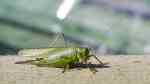 Tettigonia viridissima im Garten (Einrichtungsbeispiele mit Grünes Heupferd)