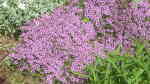 Thymus serpyllum am Gartenteich pflanzen (Einrichtungsbeispiele mit Sand-Thymian)