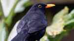 Turdus merula im Garten (Einrichtungsbeispiele mit Amsel)