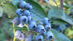 Vaccinium corymbosum am Gartenteich pflanzen (Einrichtungsbeispiele mit Amerikanische Heidelbeere)