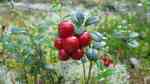 Vaccinium vitis-idaea im Garten pflanzen (Einrichtungsbeispiele mit Preiselbeere)