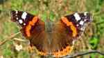 Vanessa atalanta im Garten (Einrichtungsbeispiele mit Admiral)