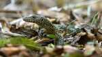 Varanus doreanus im Terrarium halten (Einrichtungsbeispiele mit Blauschwanzwaranen)