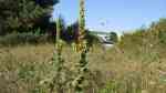 Verbascum thapsus im Garten pflanzen (Einrichtungsbeispiele mit Kleinblütige Königskerze)