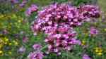 Verbena bonariensis am Gartenteich pflanzen (Einrichtungsbeispiele mit Patagonisches Eisenkraut)