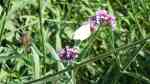 Verbene officinalis (Einrichtungsbeispiele für Echtes Eisenkraut)