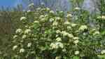 Viburnum lantana im Garten pflanzen (Einrichtungsbeispiele mit Wolliger Schneeball)