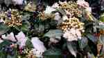 Viburnum tinus im Garten pflanzen (Einrichtungsbeispiele mit Lorbeerblättriger Schneeball)