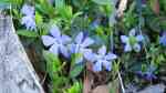 Vinca minor am Gartenteich pflanzen (Einrichtungsbeispiele mit Kleinblättriges Immergrün)