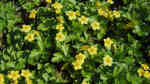 Waldsteinia ternata am Gartenteich pflanzen (Einrichtungsbeispiele mit Dreiblättrige Golderdbeere)