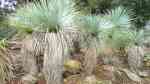 Yucca rostrata im Garten pflanzen (Einrichtungsbeispiele mit Blaublättrige Palmlilie)