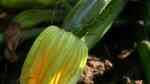 Cucurbita pepo subsp. pepo convar. giromontiina im Garten pflanzen (Einrichtungsbeispiele mit Zucchini)