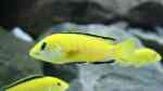 Labidochromis "Yellow" caeruleus im Aquarium halten (Einrichtungsbeispiele für Gelber Malawimaulbrüter)