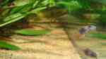 Aquarien mit Corydoras venezuelanus (Einrichtungsbeispiele mit Rostroter Venezuela Panzerwels)