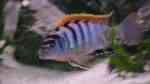 Einrichtungsbeispiele für Aquarien mit Labidochromis sp. "hongi"