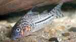 Panzerwelse im Aquarium halten (Einrichtungsbeispiele für Corydoras-Arten)