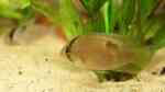 Sand als Boden im Aquarium (Aquarien mit Sand als Bodengrund)