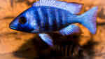 Einrichtungsbeispiele für Placidochromis phenochilus (Weißlippen Phenochilus)