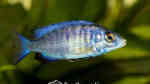 Einrichtungsbeispiele für Placidochromis phenochilus (Weißlippen Phenochilus)